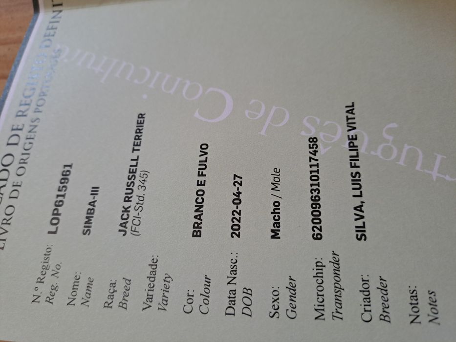 Jack russel qualidade