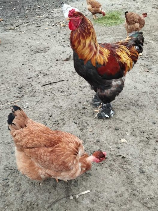 Продається півень