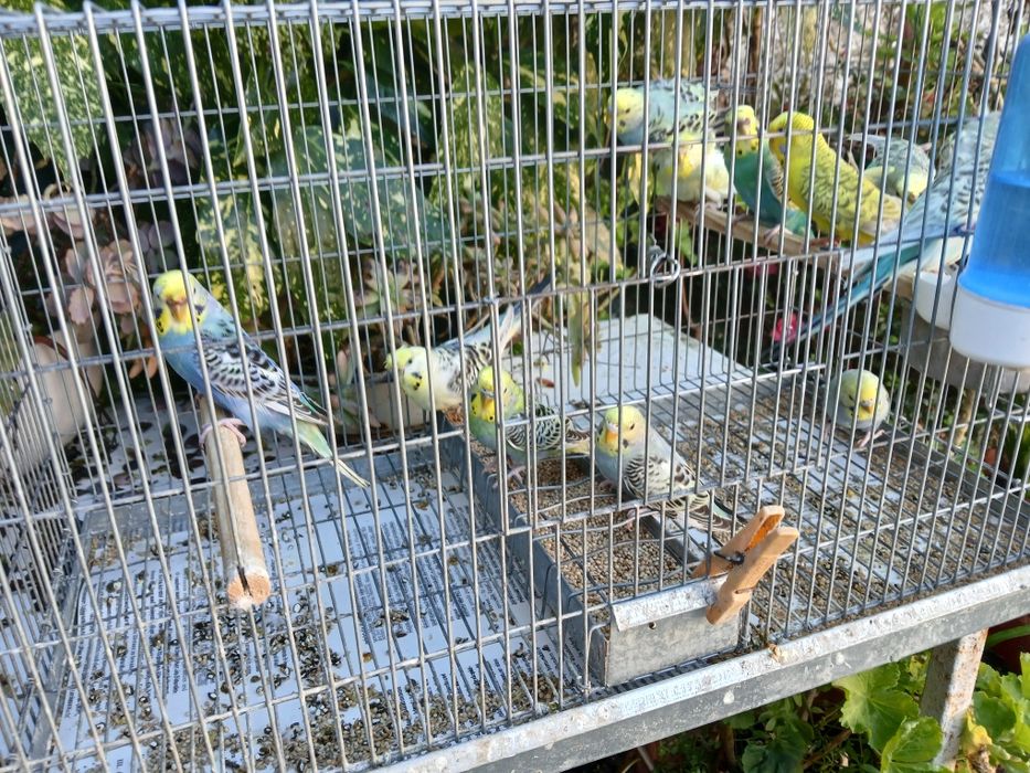 Periquitos Várias Mutações