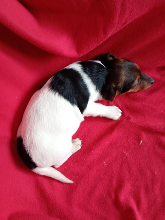 Szczenię pies Jack Russell terrier  małe i piękne