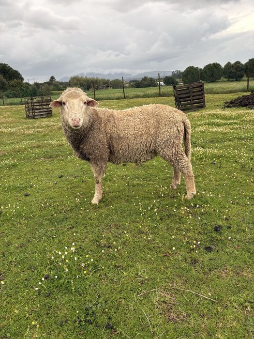 Borrego/Carneiro com 2 anos