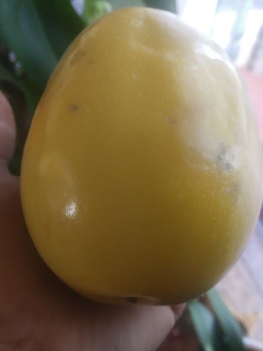 Plantas de maracujá  Melão