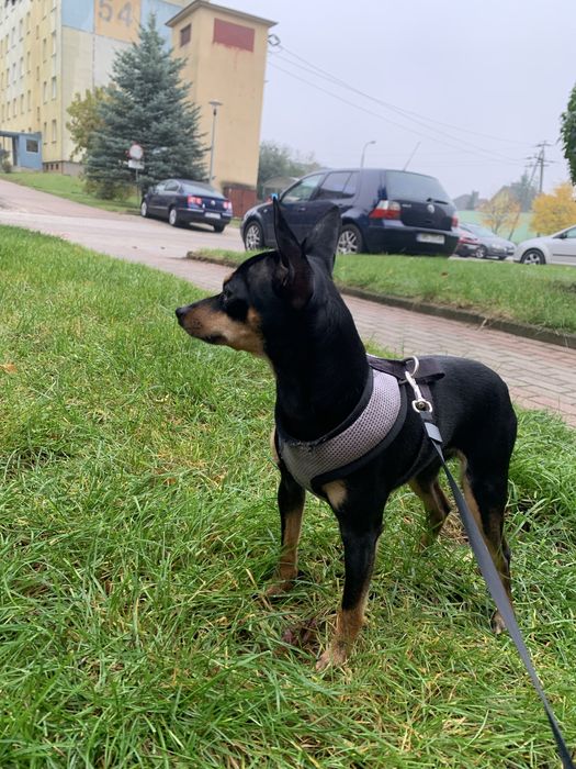 Пінчер (мініатюра)