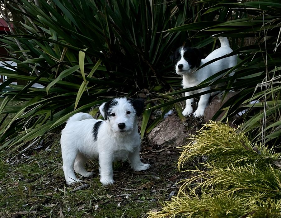 Jack Russell Terrier (FCI) szczeniak