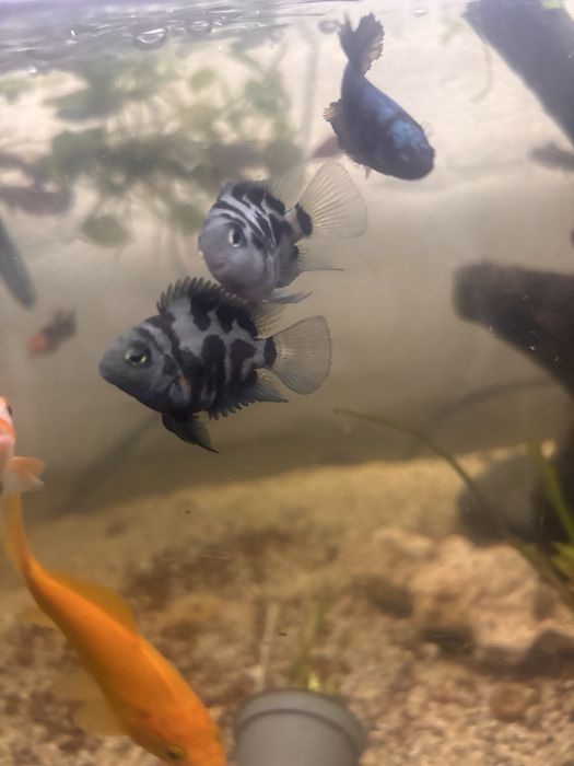 Peixes papagaio anao