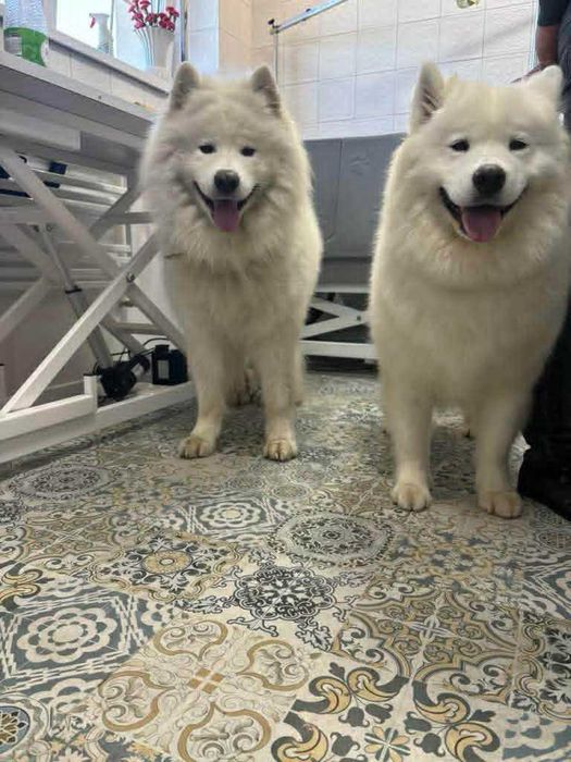 Samoyed piesek