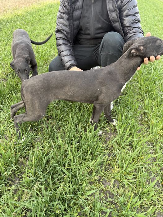 Charty Chart Greyhound