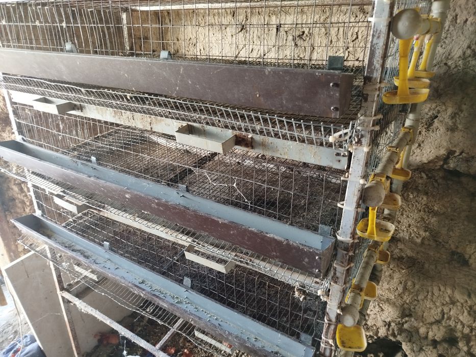 Продам брудер для перепілок