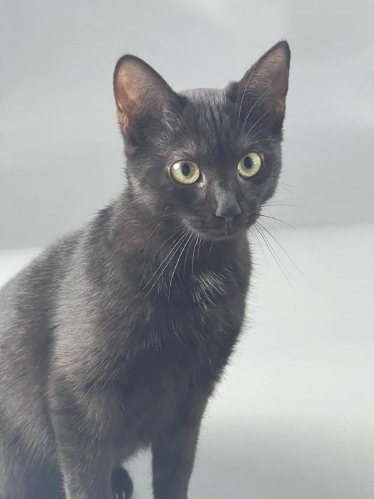 Чорні котики безкоштовно