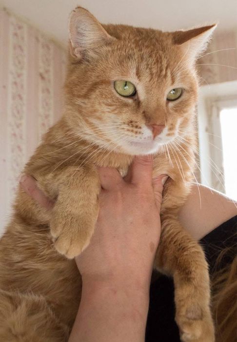 Шикарний рудий кіт в добрі руки!