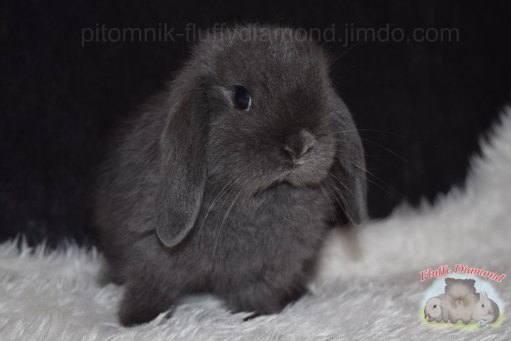 Кролик з розплідника "Fluffy Diamond" Висловухий. Блакитне хутро