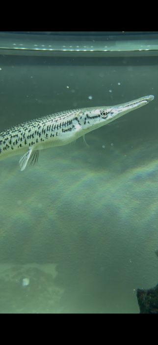 Vendo peixe-GAR 28cm (Atractosteus spatula)