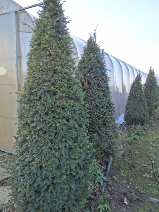 Cis pospolity stożek - Taxus baccata, wys. 180–240 cm