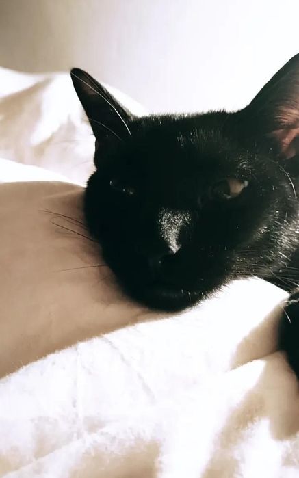Gato 3 anos Dengo