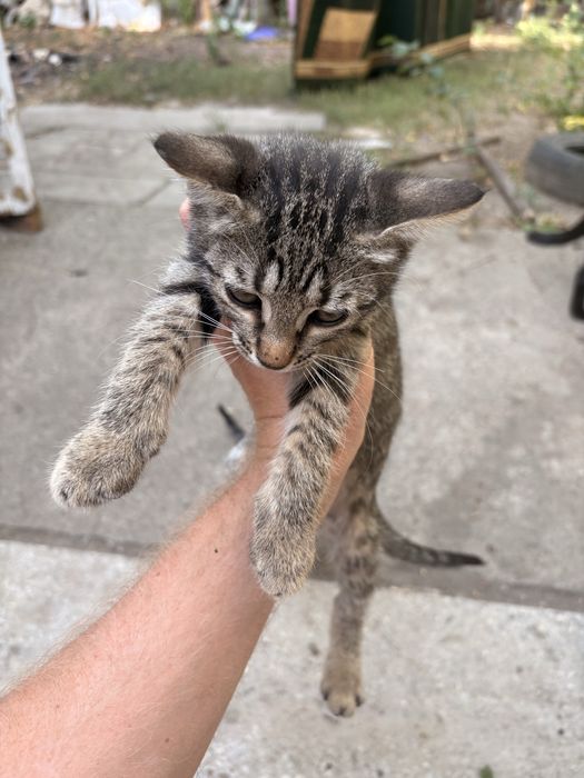 Віддам котят в хороші руки