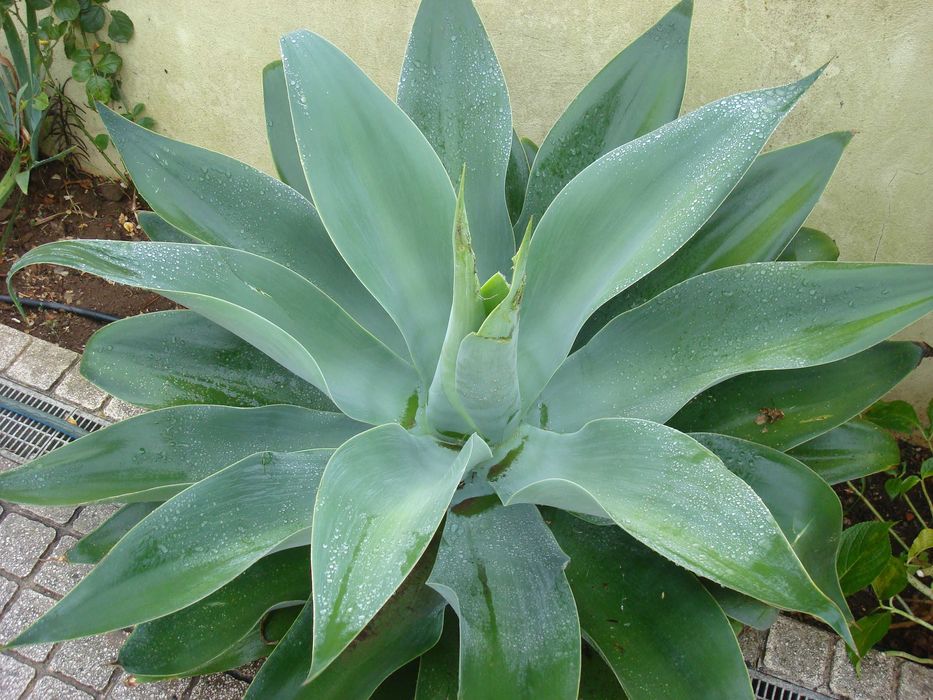 Cato Agave para jardim ou para ter em vaso