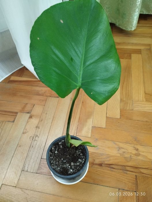 В наявності дві молоді монстери