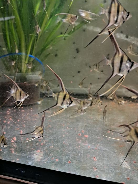 Skalary Altumy Orinoco