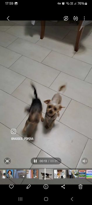 Собака в хорошие руки