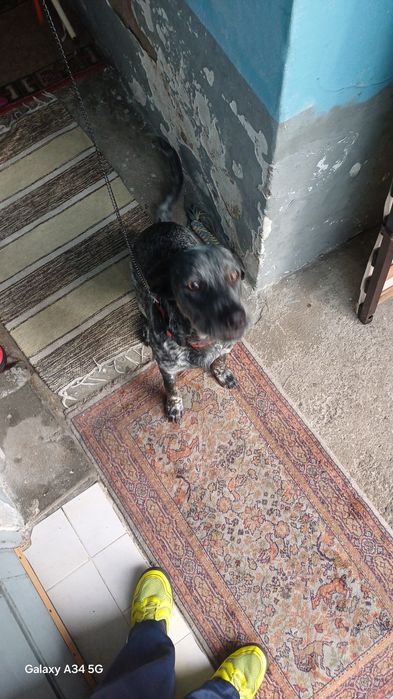 Macho com 9 meses tem chip e registo  120