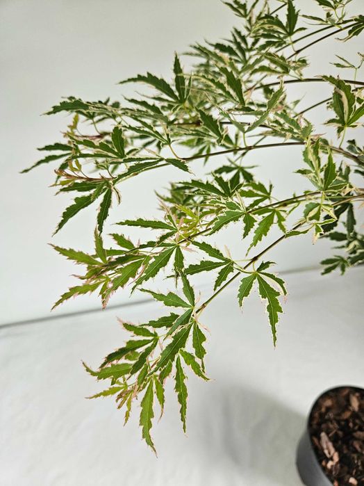 Klon palmowy Butterfly 120cm – ozdobne drzewko na pniu do ogrodu C2