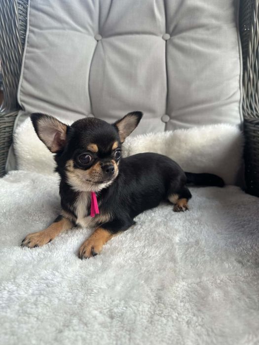 Cudowna sunia tri-color Chihuahua