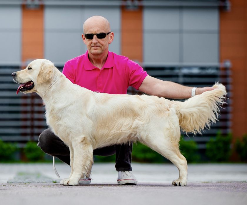 Golden Retriever ZKwP/FCI gotowe do odbioru