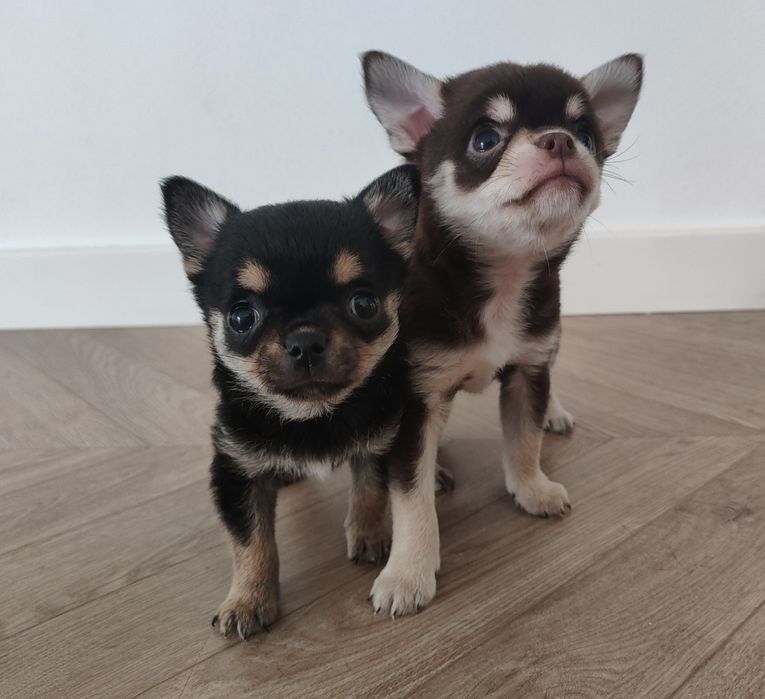 Suczka Chihuahua czarna mini