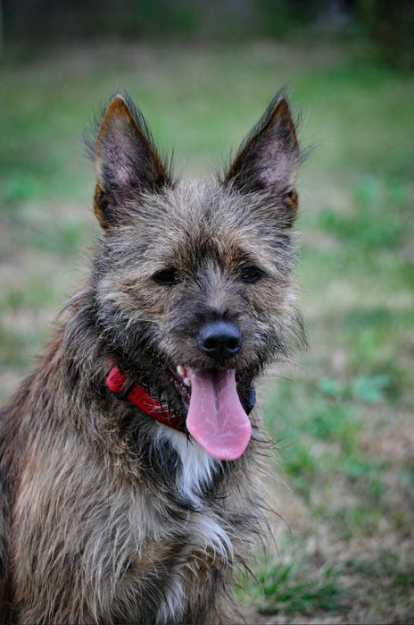 Pieski do adopcji Oleśnica!