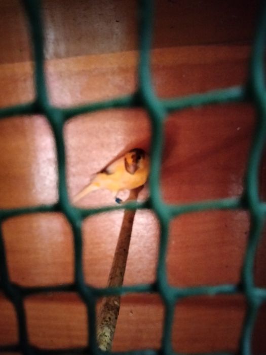 Продам клітки з канарками