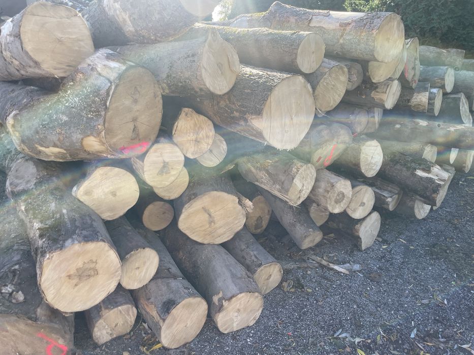 Drewno grab dąb brzoza czeresnia sosna w metrach metry . Kłoda