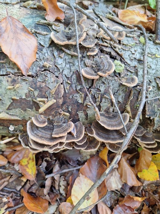 Wrośniak różnobarwny