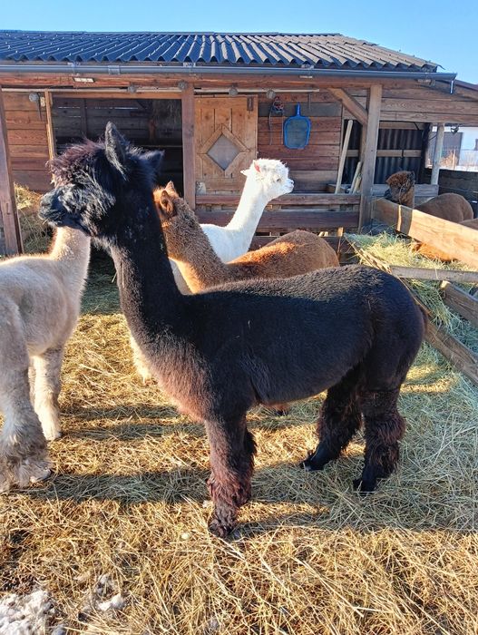 Alpaka samce i samice