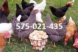 Kury nioski Rosa z pierwszym jajkiem. Leghorn od 16 do 24 tygodnia.
