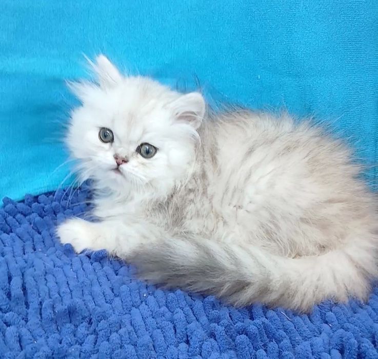 Мальчик Серебристаяшиншилла перс