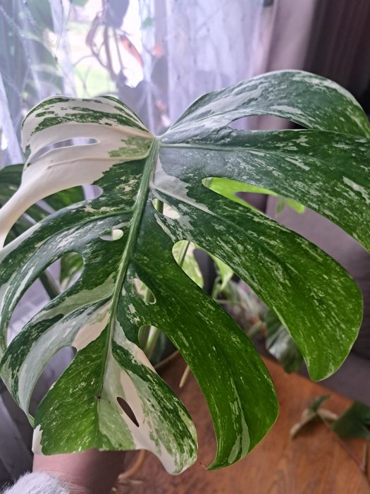 Monstera Variegata