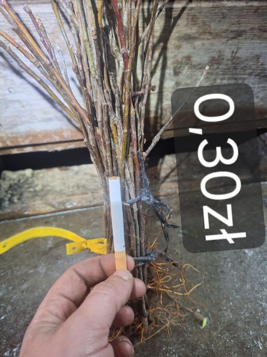 Podkładka jabłoni M9 M26 M7 P60