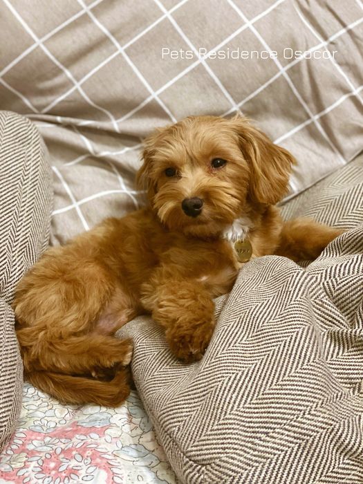 Перетримка собак в комфортних умовах. Приватна закрита територія.