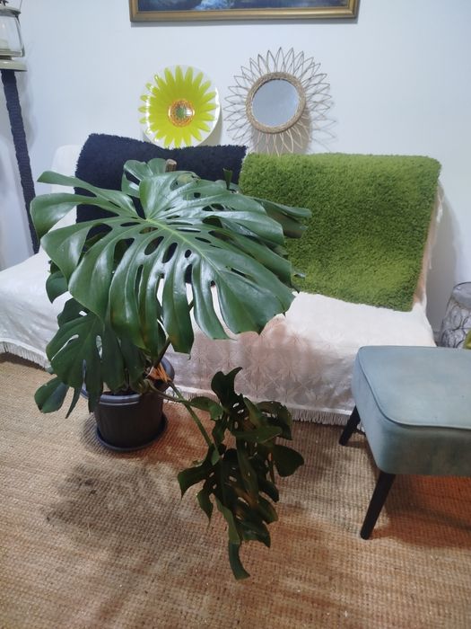 Monstera Deliciosa (Costela-de-Adão) Grande