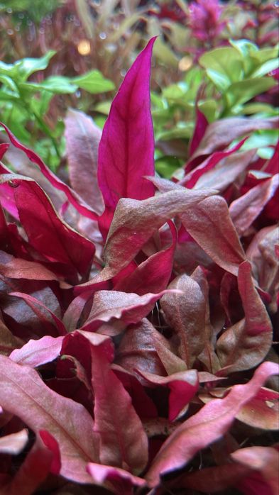 Alternanthera reineckii red
