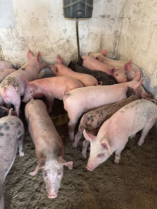 Продам поросят мʼясної породи