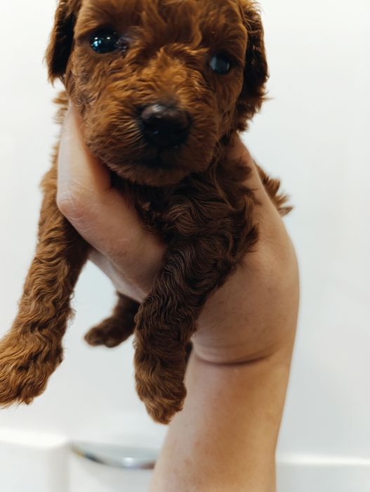 Той Пуделяшки Ред Браун і Ред