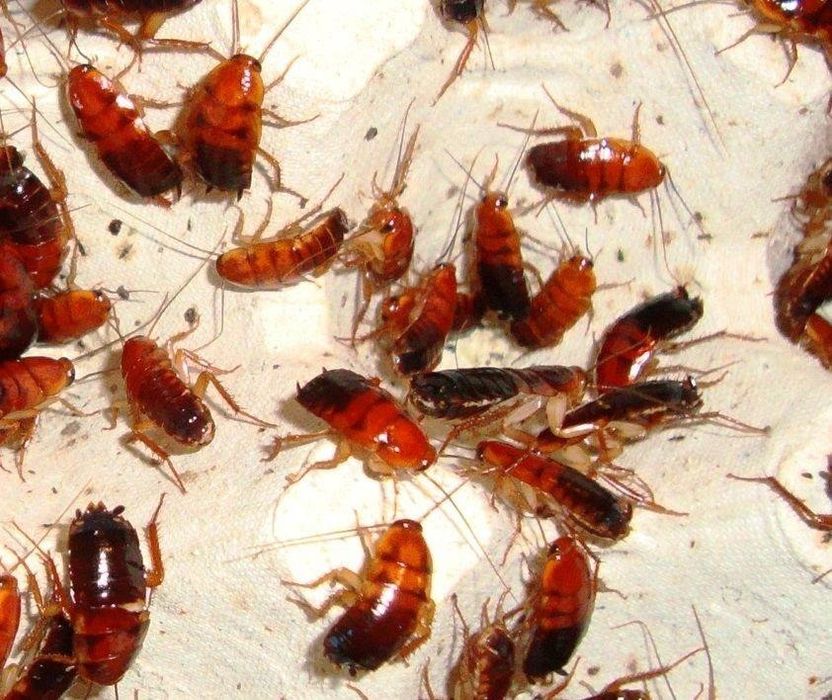 Продам таргани туркменські