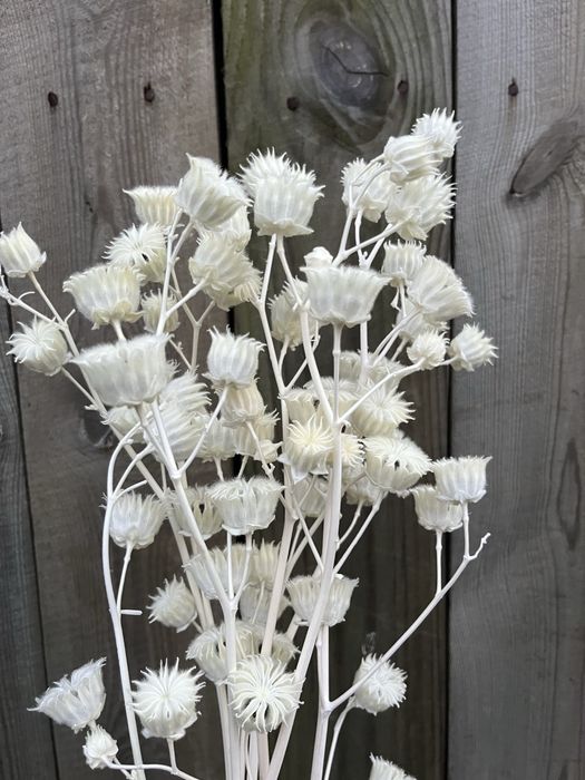 Сухоцвіти Канатник