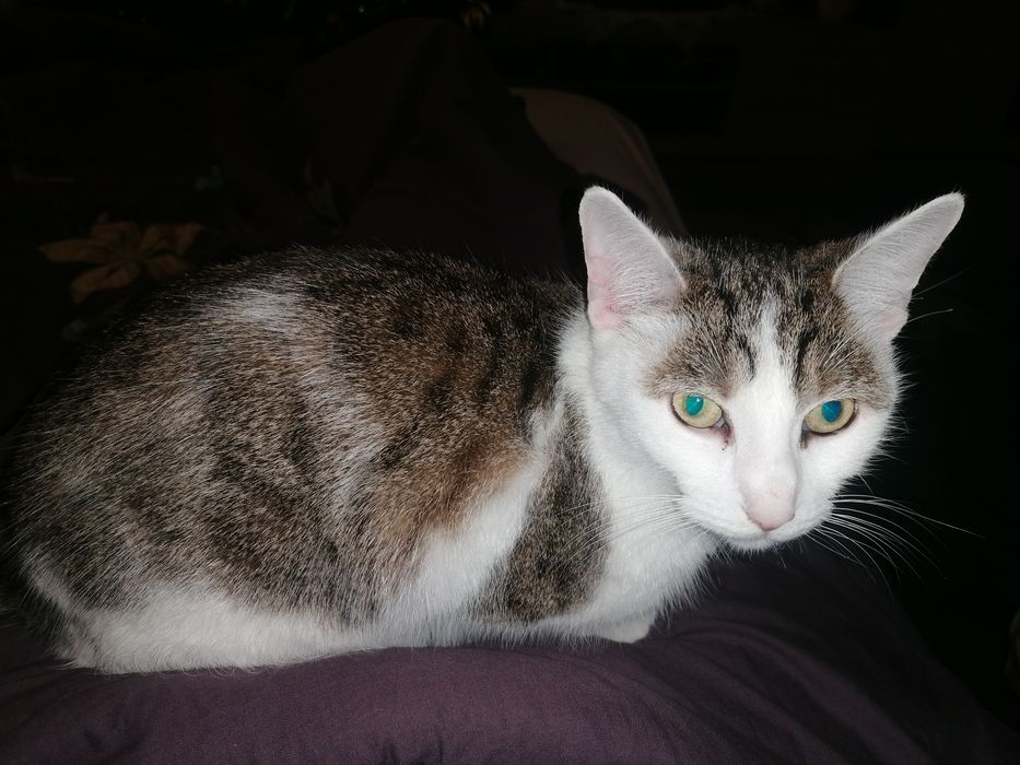 Oddam kota dobre ręce