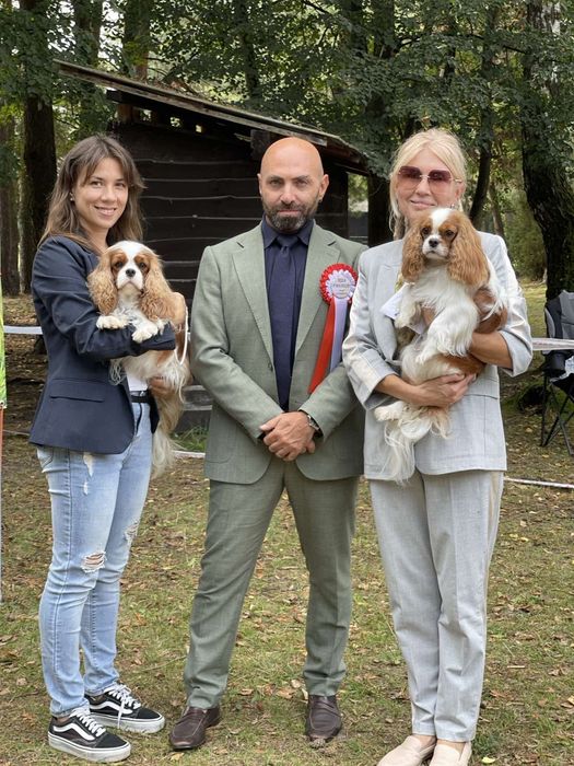 Кобель Кавалер Кінг Чарльз Спаніель для в'язки