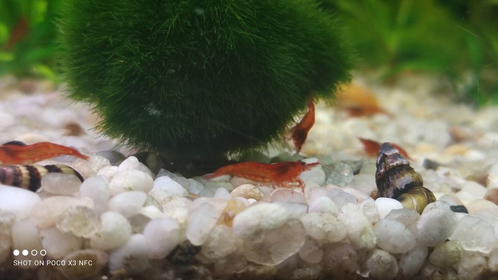 Krewetki red cherry pięknie wybarwione