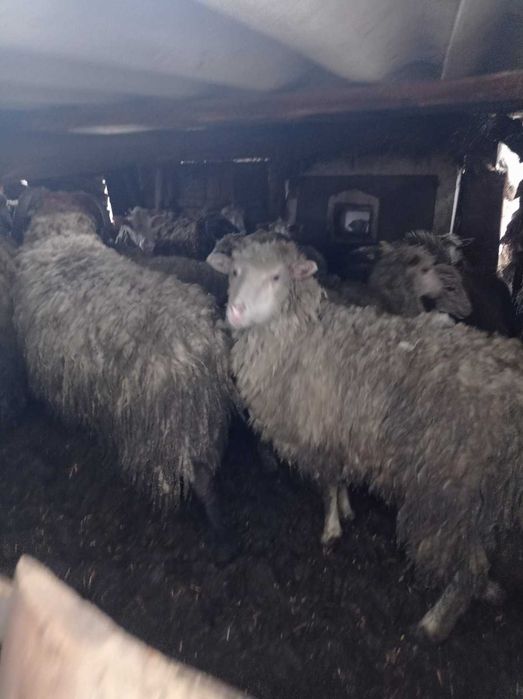 Барани вівці молодняк до 2 років продам на розплод є племенний баран.