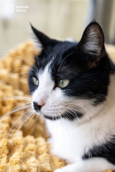 Milka | Para Adoção