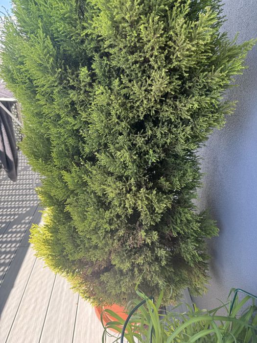 Sprzedam cyprysa 150 cm!